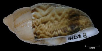 Media type: image;   Malacology 188018 Aspect: lateral